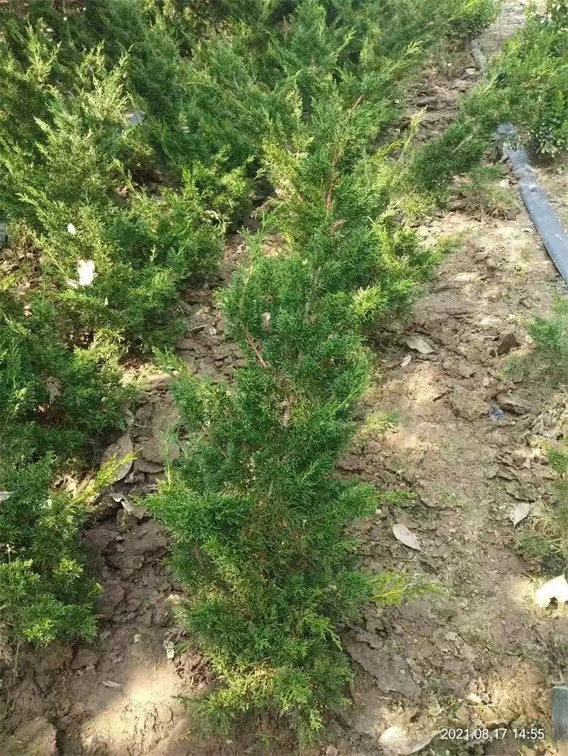 黑松盆景素材 直播间一物一拍