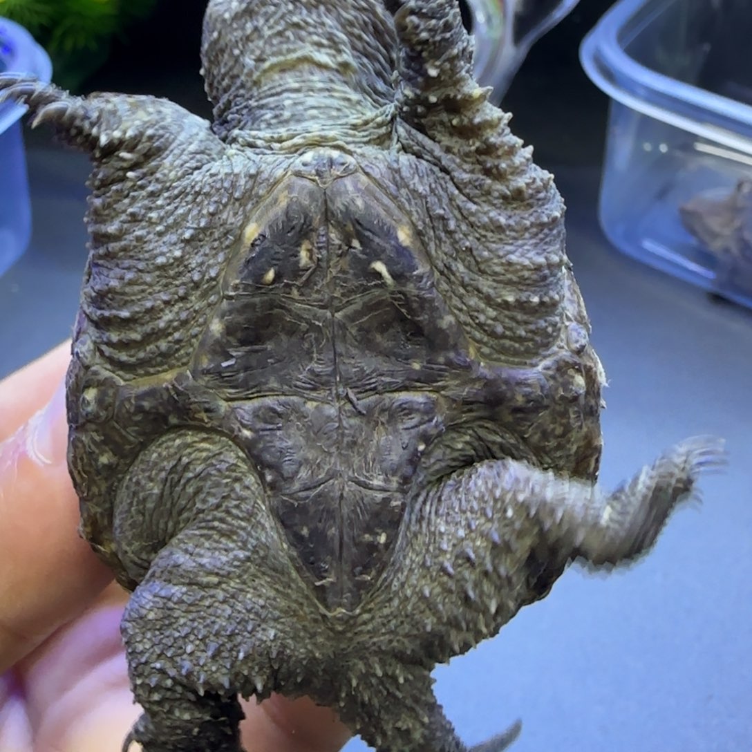 绿毛龟母4.8公分左右