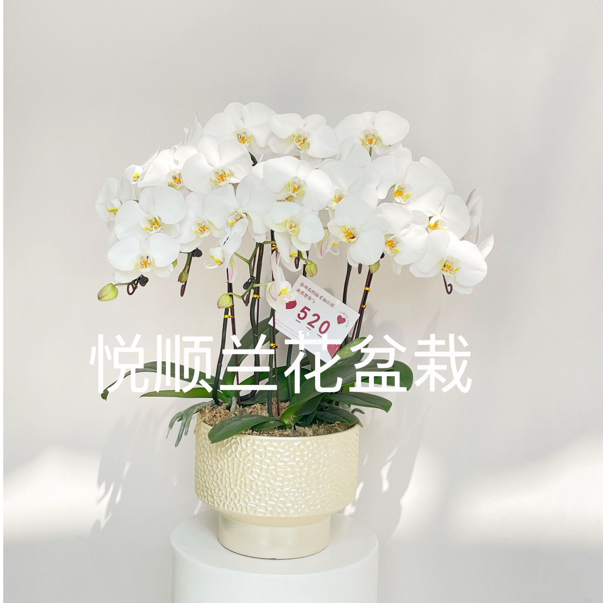 （悦顺优品）蝴蝶兰 大白V3 花期长 桌面花 盆栽