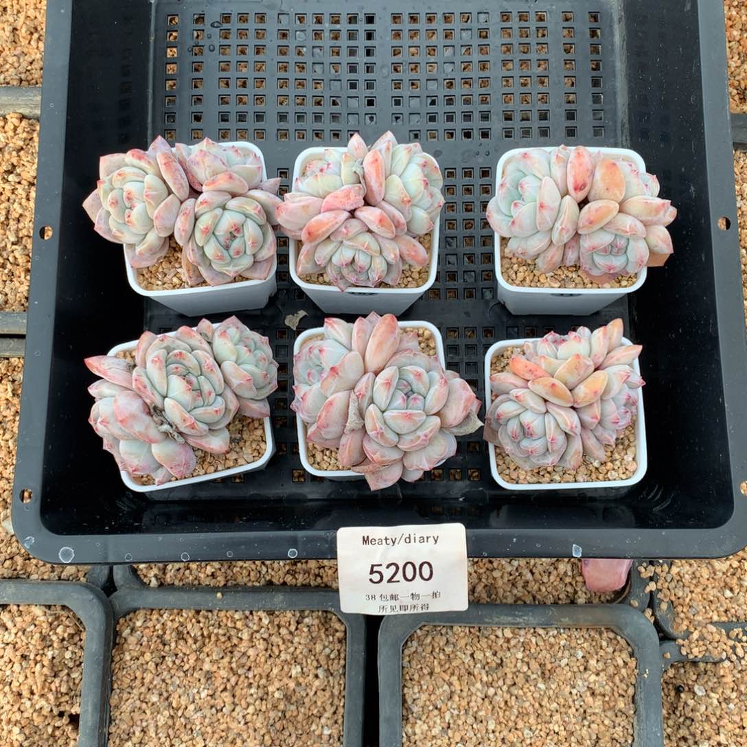 特5200精控星影石榴籽3头5厘米6颗一组