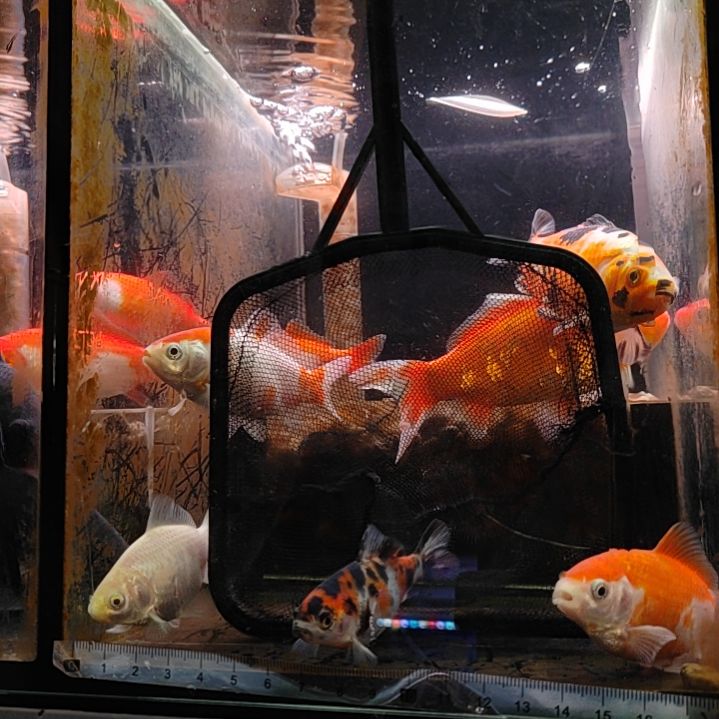 金鱼短尾草金冷水鱼