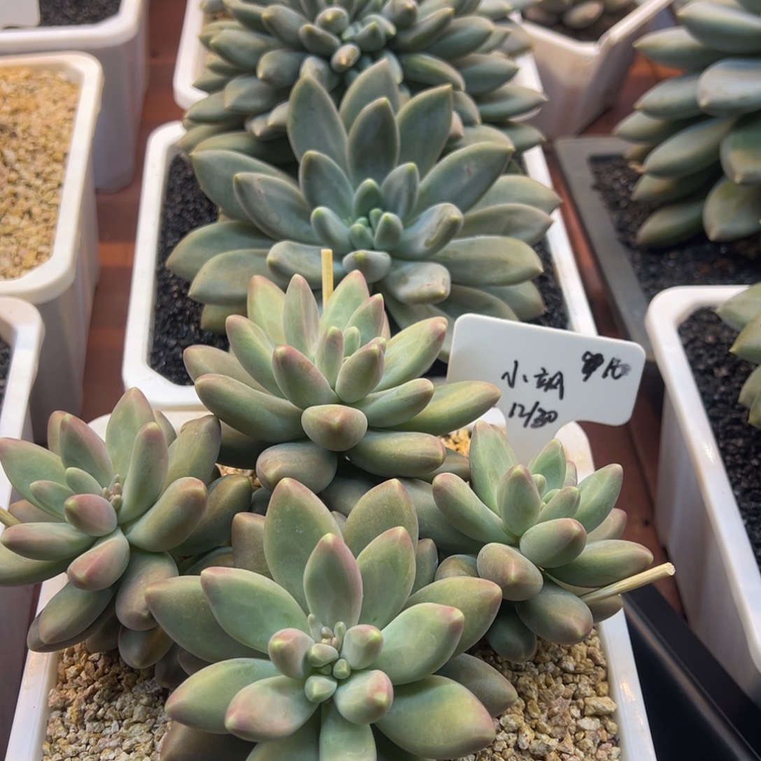 -****10多肉植物一物一拍