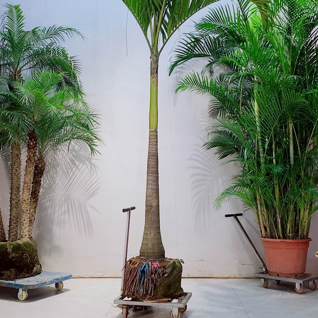 红*红56789987654567888