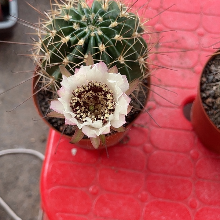然***然白花黑喉摘花脱土