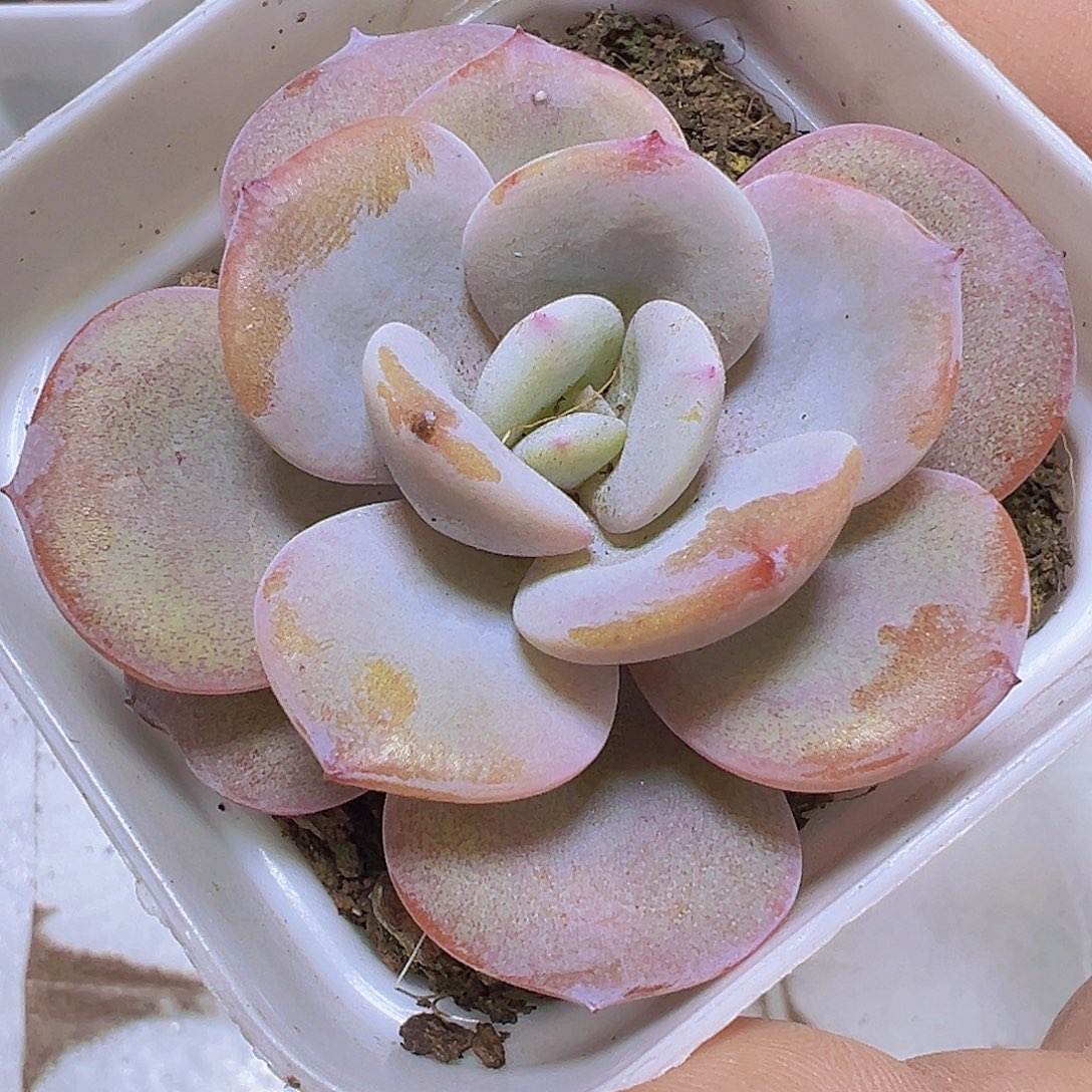 6.5厘米盆正版奶茶19包邮