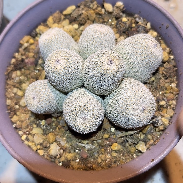 满38包邮2天凑单，脱土晾根发货多肉植物月世界