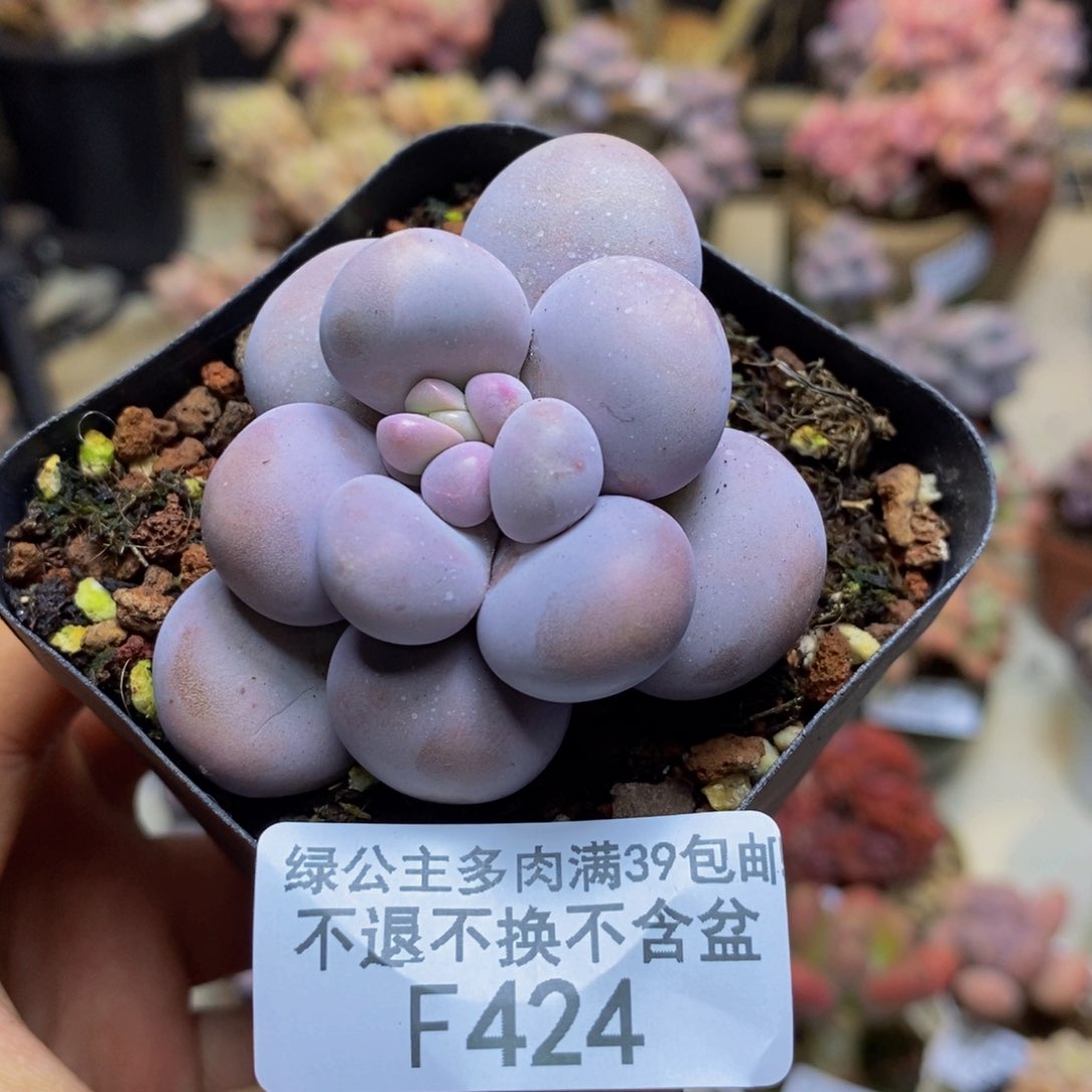 424芭比奶多肉5c m