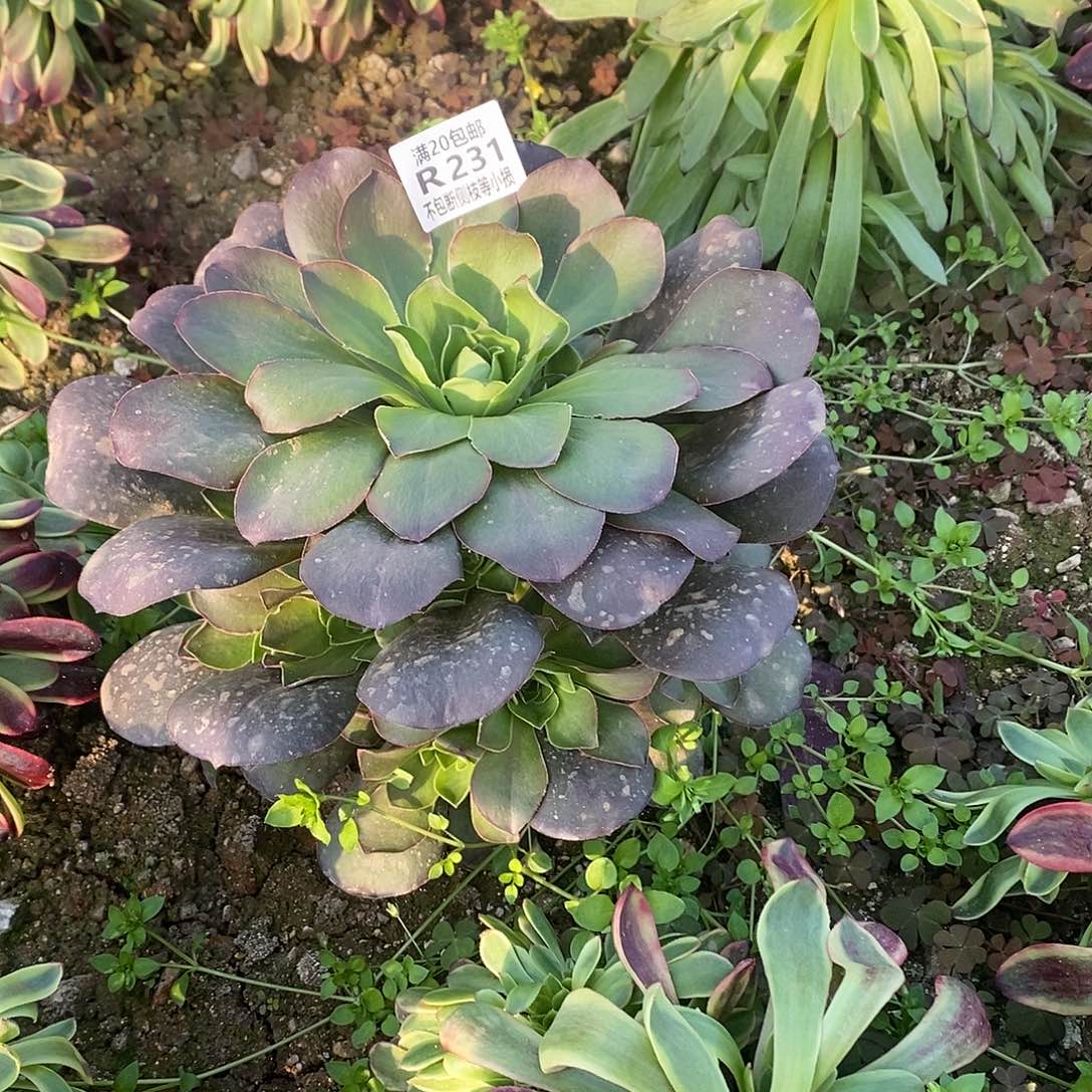 231魅金玫瑰多肉