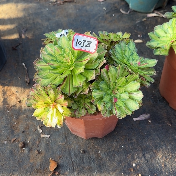 伦***喂精品多肉植物01038