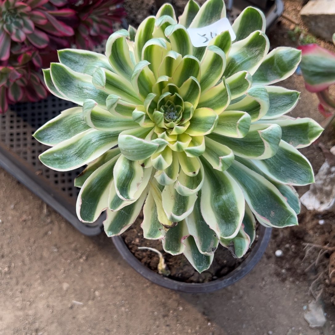 54青连多肉多肉植物山东