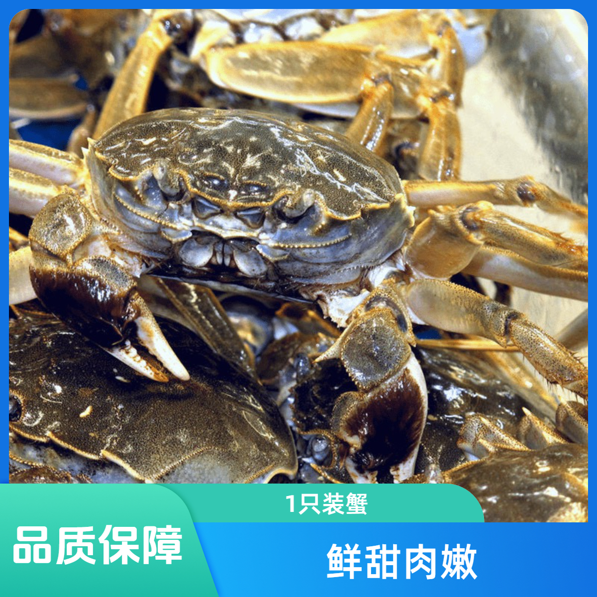 【母】精品硬黄母蟹1只装（2.1-2.4两/只）
