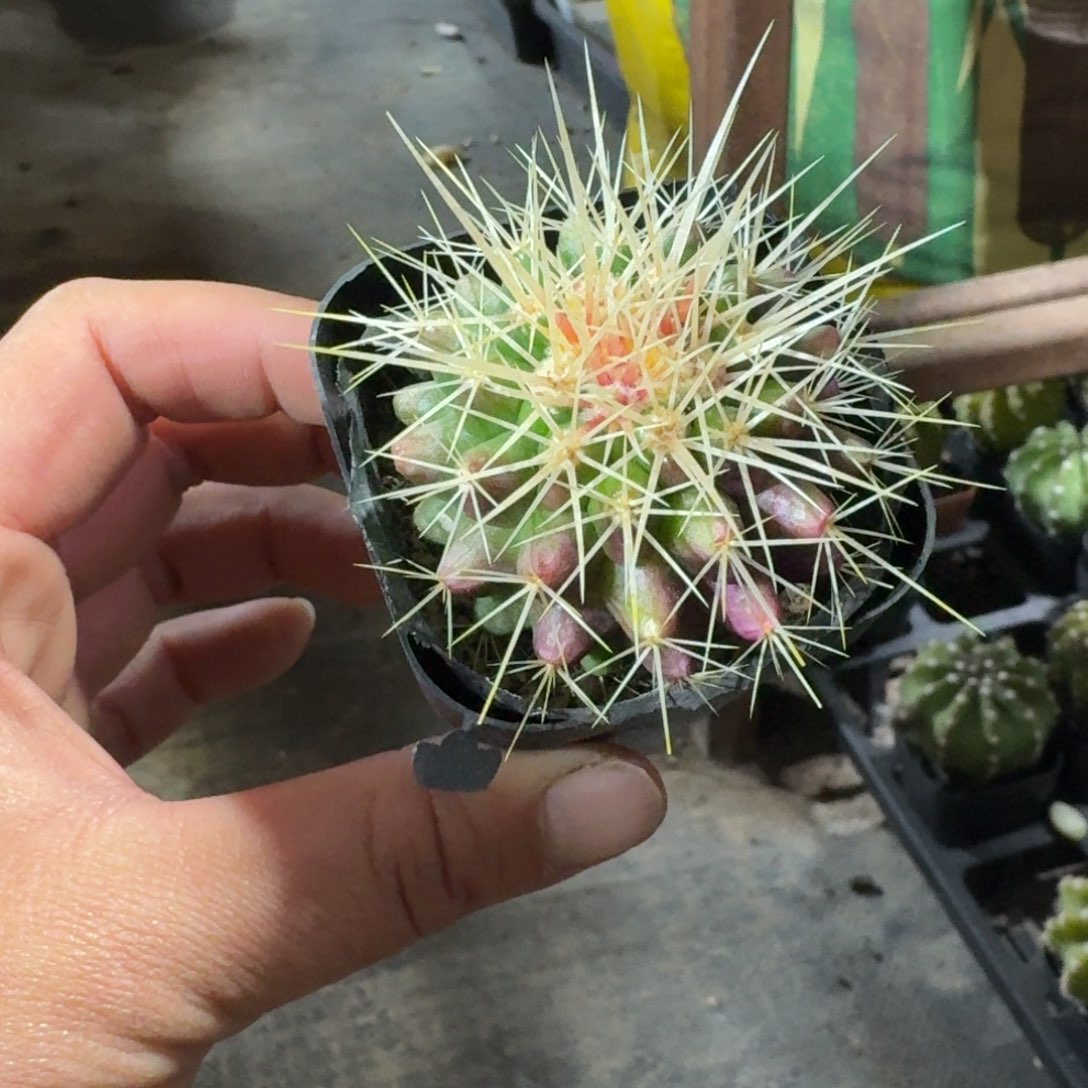 金虎仙人球5㎝盆特价