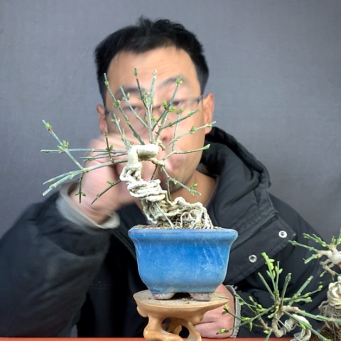 兰***雕当前无花栽培后可以开花