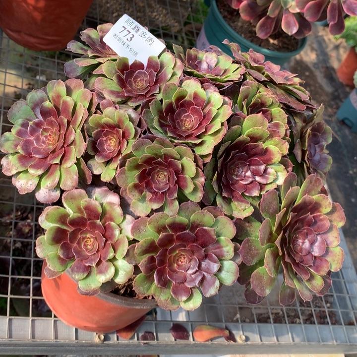 773黑萝莉多肉植物特价