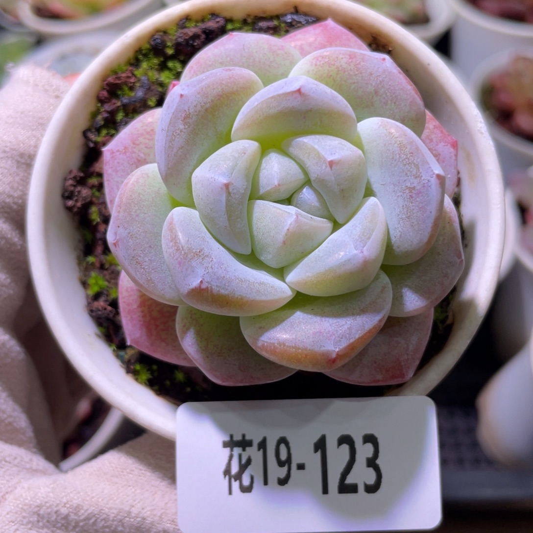 花利美19-123冰玉