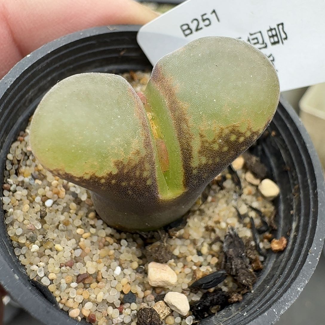 251多肉哈哈哈哈哈哈