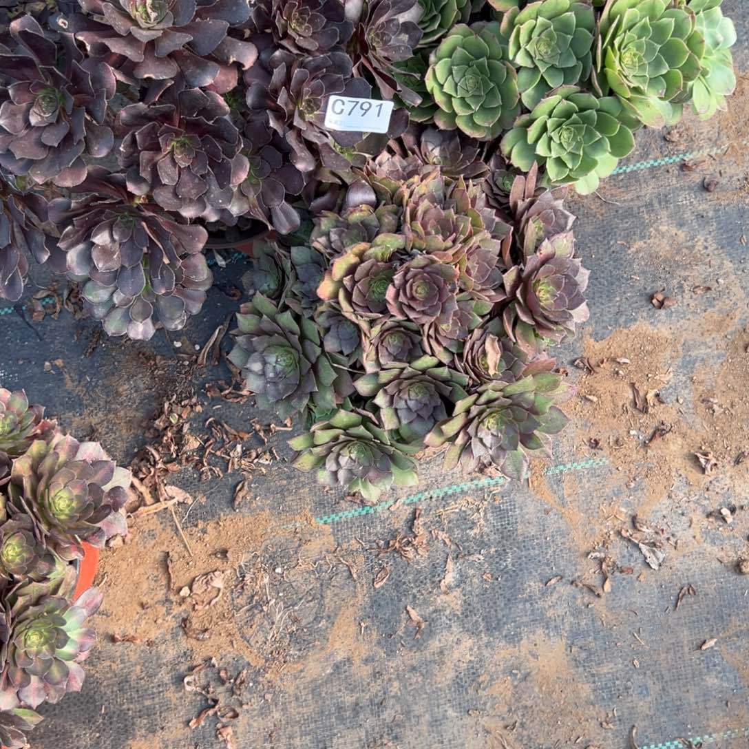 791三颗组合多肉植物法师多肉