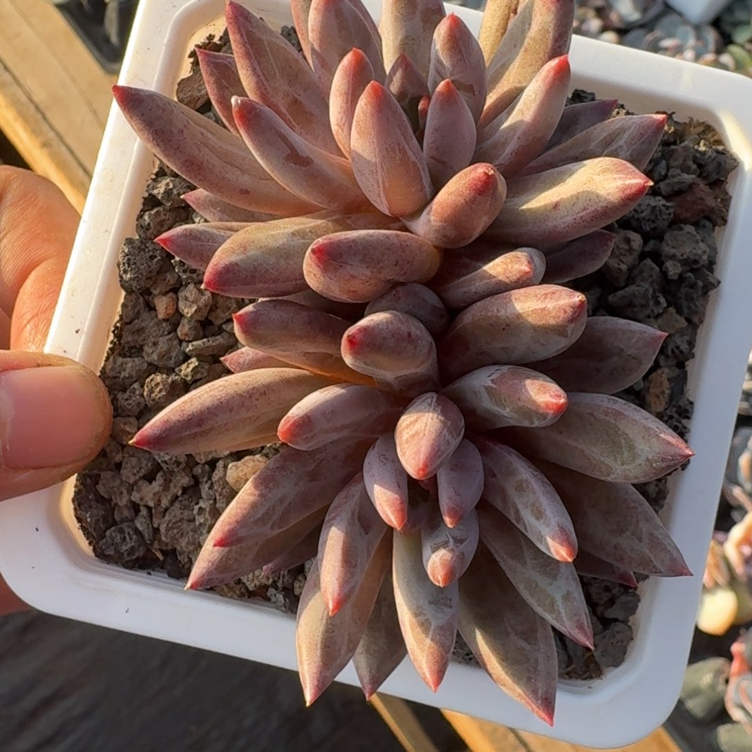 羽毛纹虞美人。双头。包正版