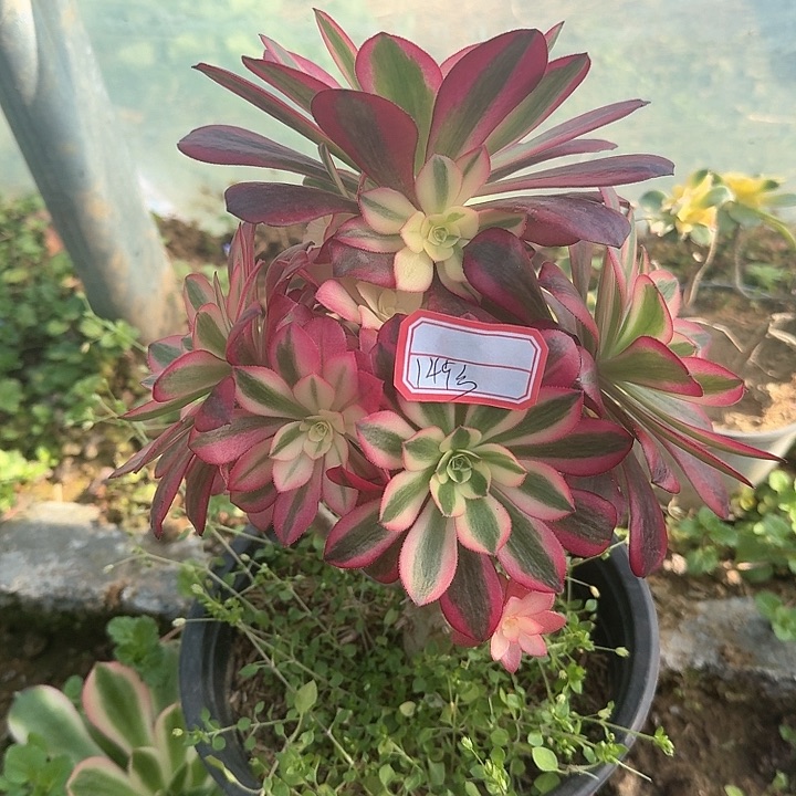 多肉植物美杜莎149号无售后