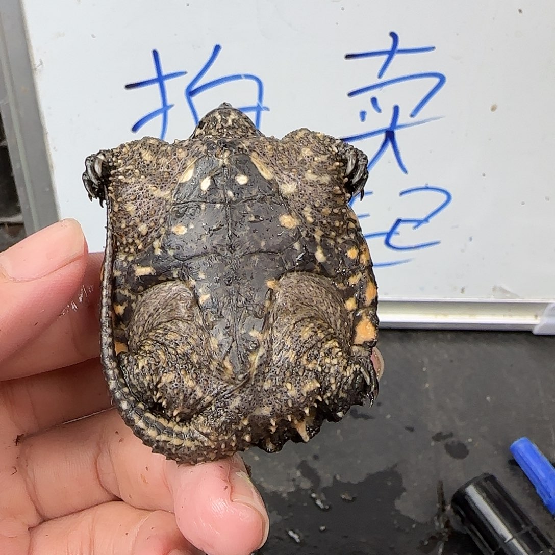 宠物龟不分公母The 