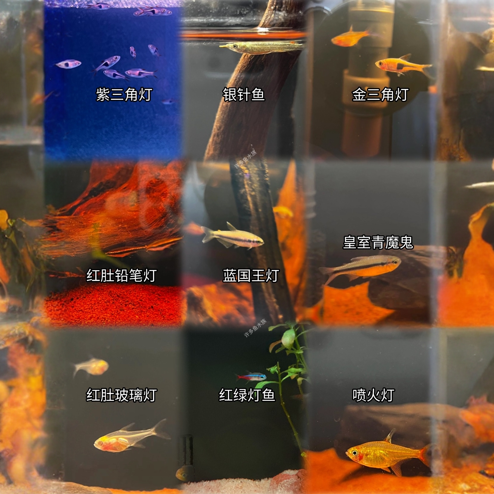 精品灯科鱼大号组合混养红绿灯红肚玻璃灯红灯管红鼻剪刀芙蓉扯旗