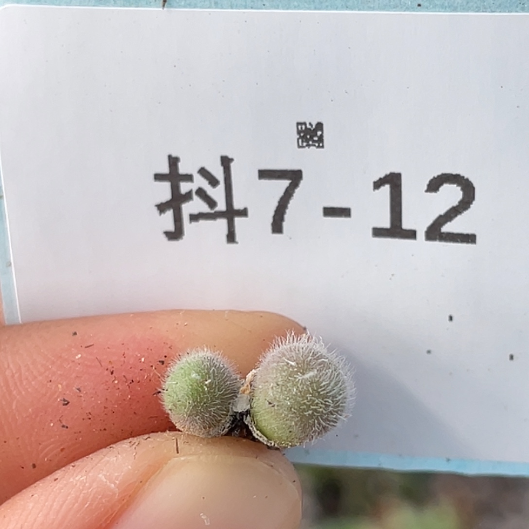 7-12毛球多肉植物