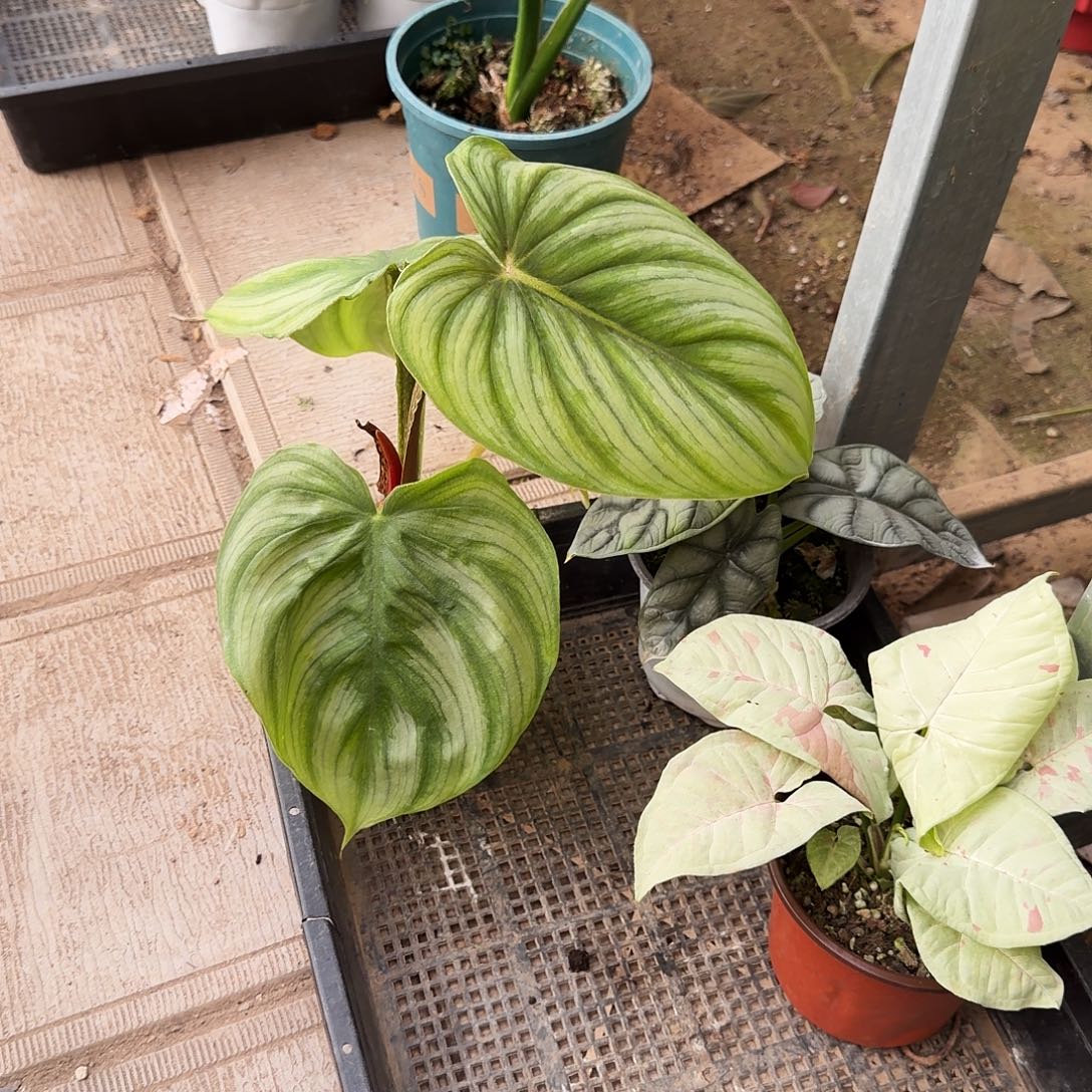 完全开放牛奶合果芋一组