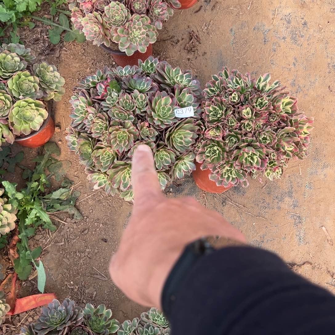 379两颗组合多肉植物