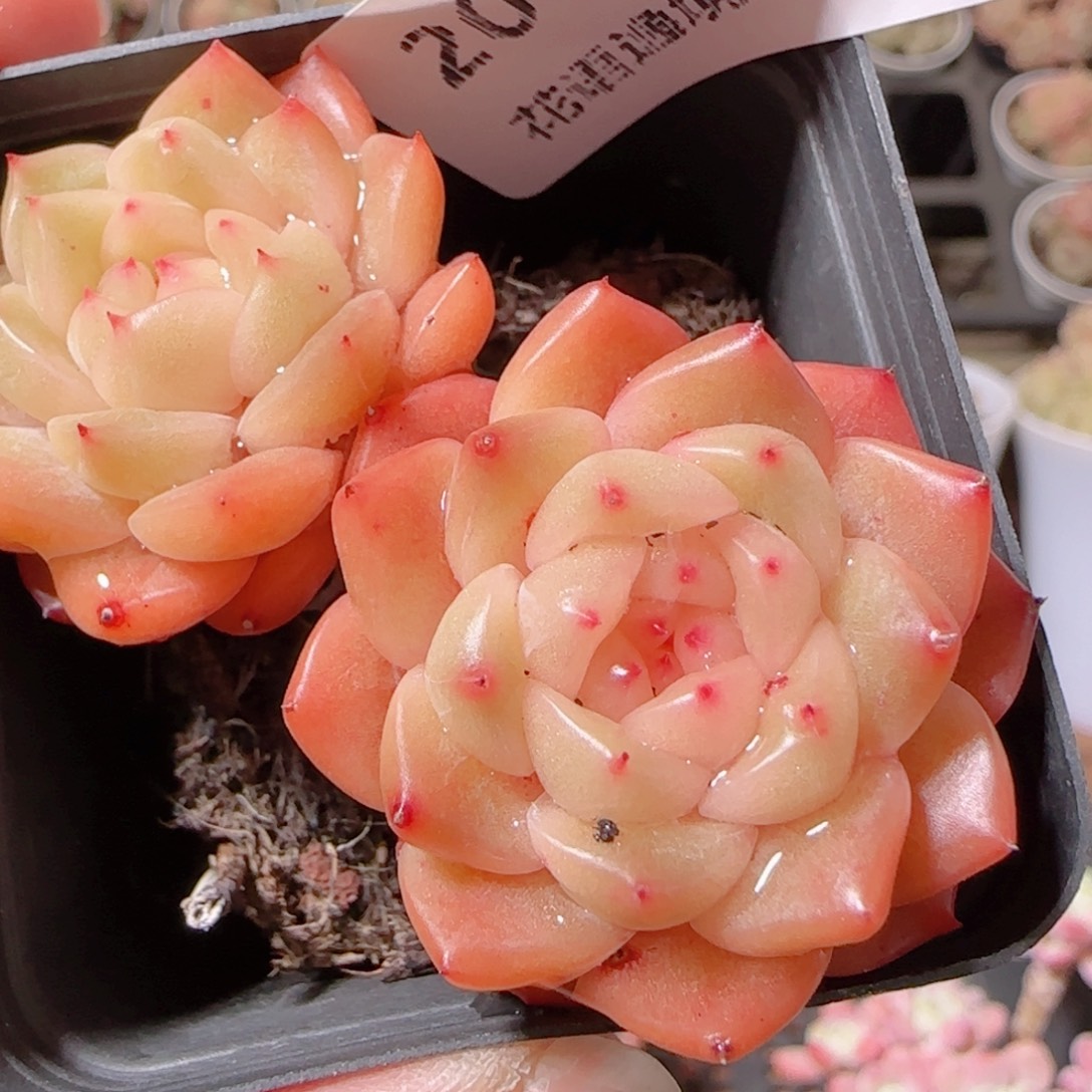 ****～花语多肉1211-207晴川