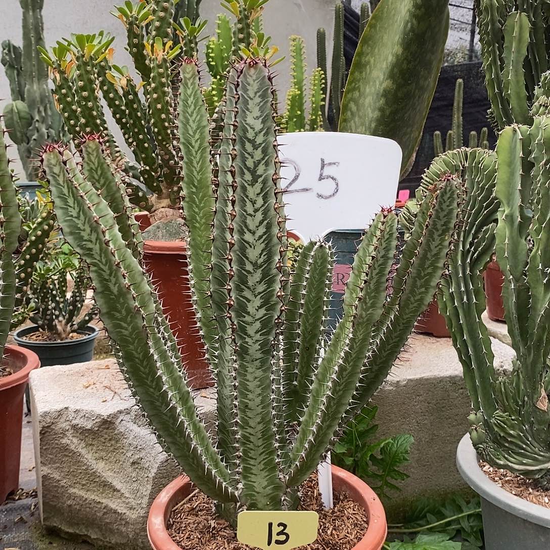 斑马柱一物一拍一棵