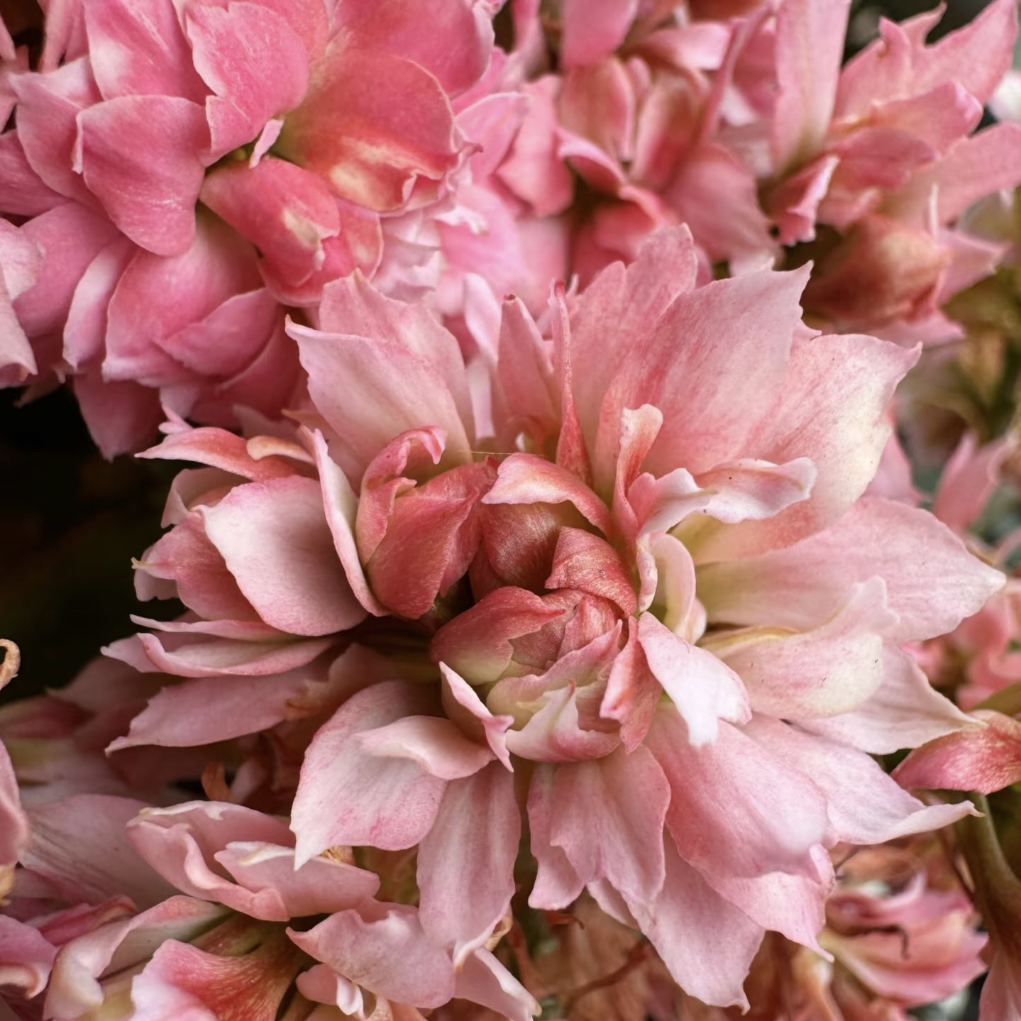 【超级粉钻（昊景130盆）】稀有品种长寿花盆栽