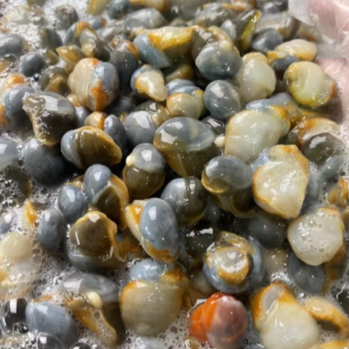 鲜渔瑶妈吕四港正宗黄边泥螺 鲜品上市  江浙沪皖顺丰冷链包邮