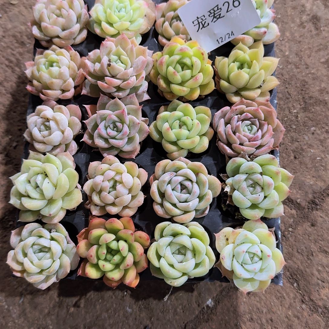 直播福利一物一拍26