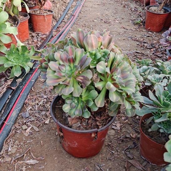 粉女巫中班法师了6