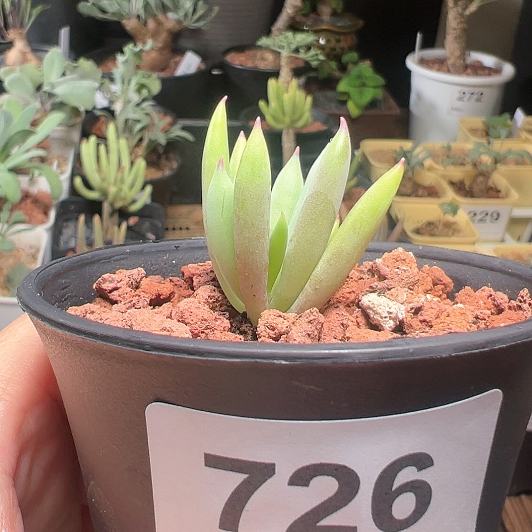 卡诺萨厚敦菊带盆发货