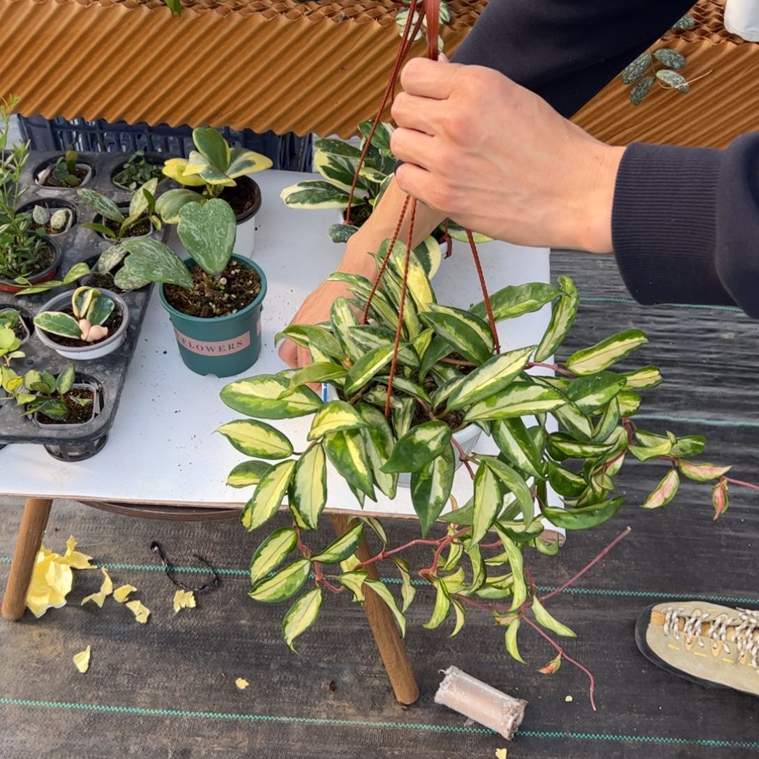 读***美无花朵绿叶内锦球兰