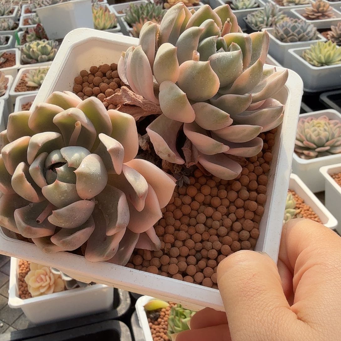 红粉佳人双头，有砍，多肉植物