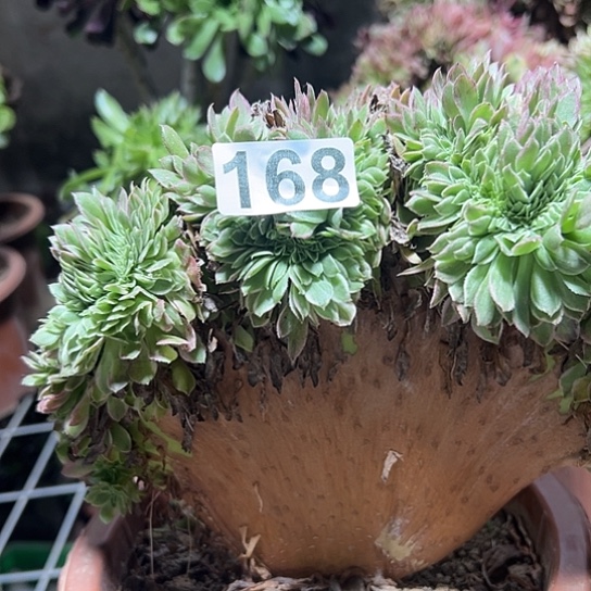 云***云多肉植物一个海王168