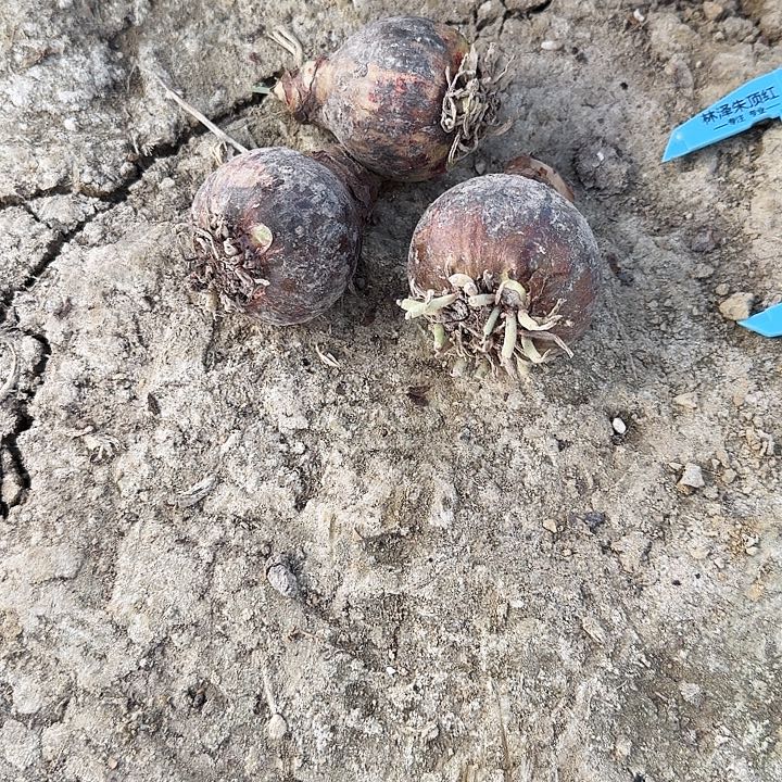 异乡人朱顶红一棵4.5+