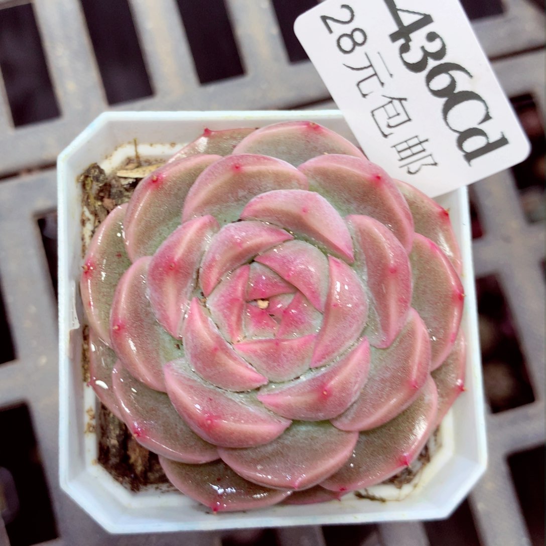 5厘米盆精控多肉2436