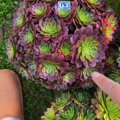 朝霞朵朵多肉植物12多肉