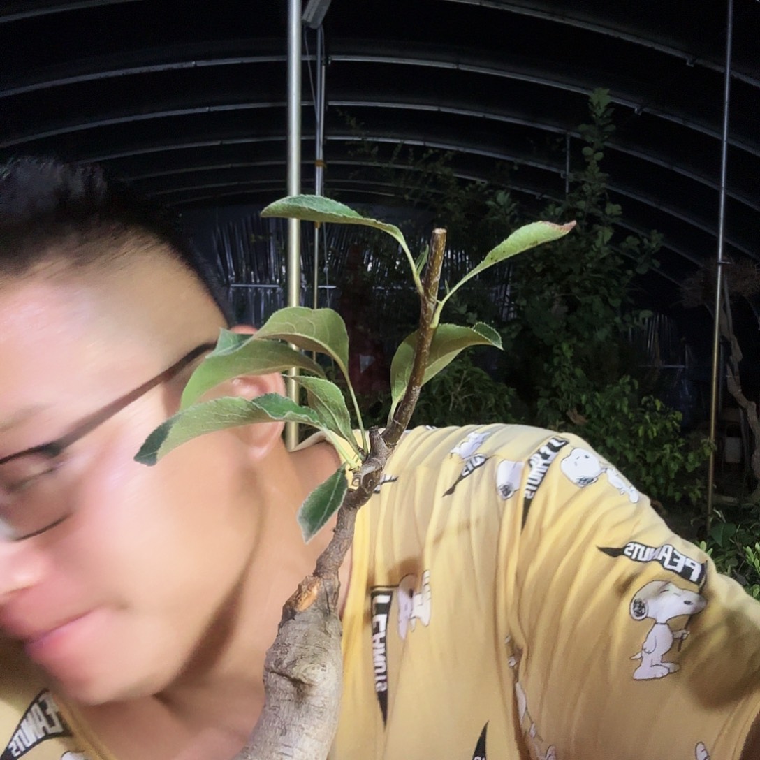 兰***舍当前无花朵，栽培后可花朵