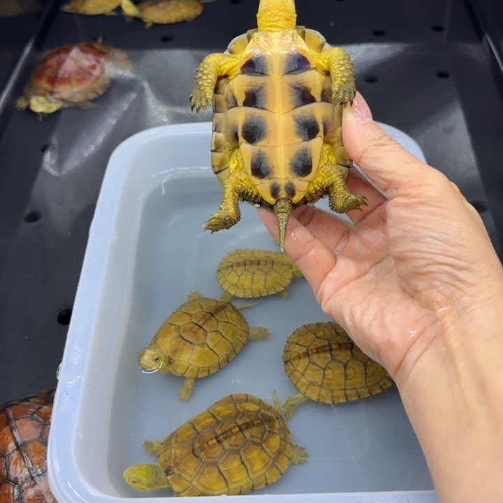 福***）宠物龟母背甲8厘米