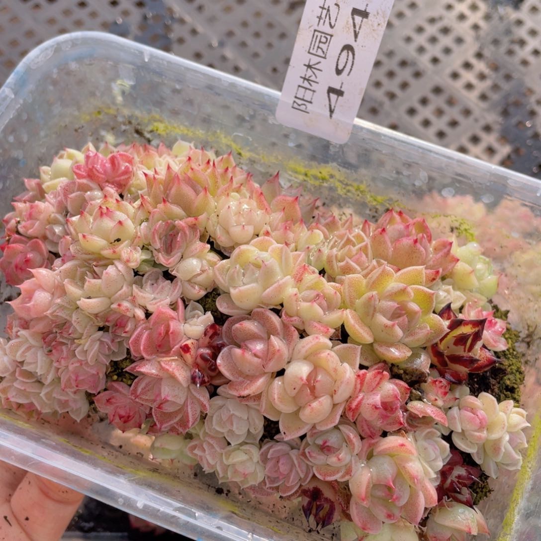 多肉植物多肉植物494