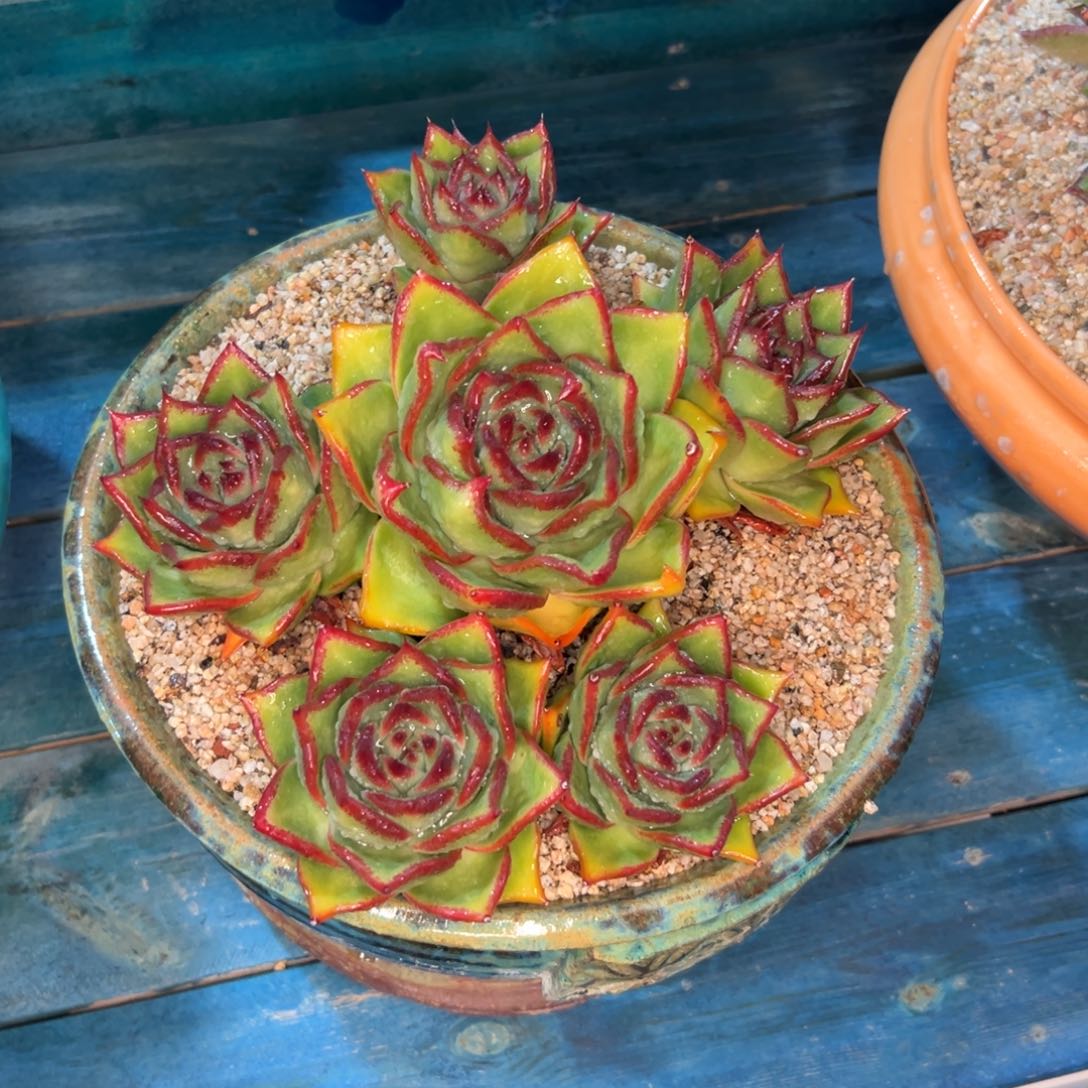 飞**天多肉一物一拍0213-999