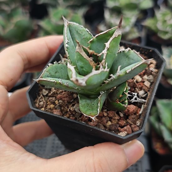 清樱仁王冠龙舌兰带三芽