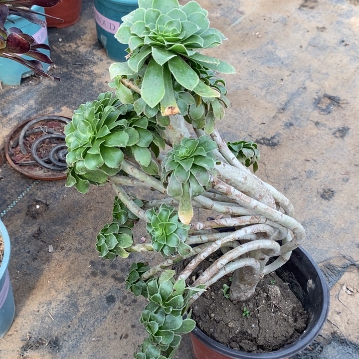 原始绿妖桩断枝135多肉植物法师法师