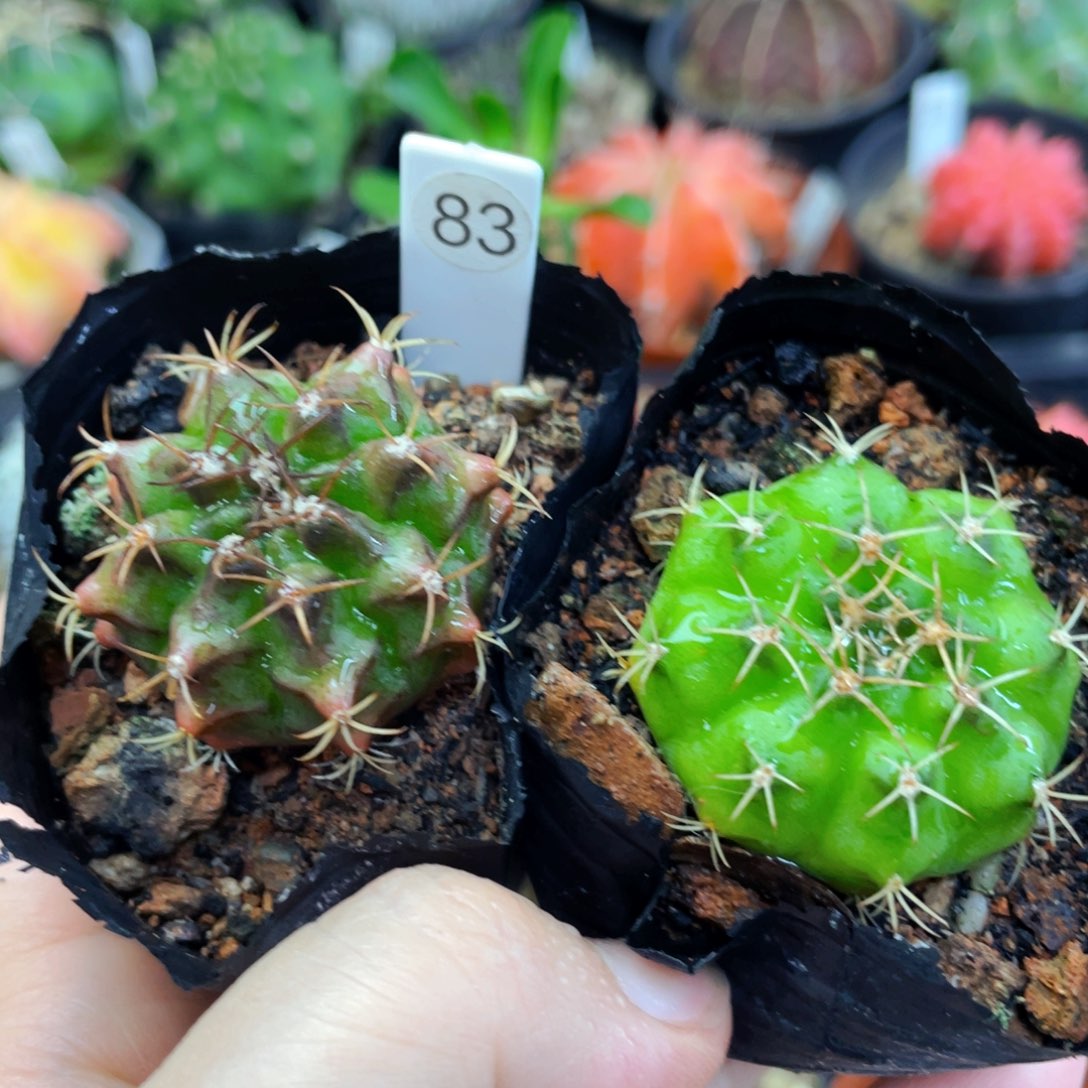 盆5公分满25包邮裸根发货
