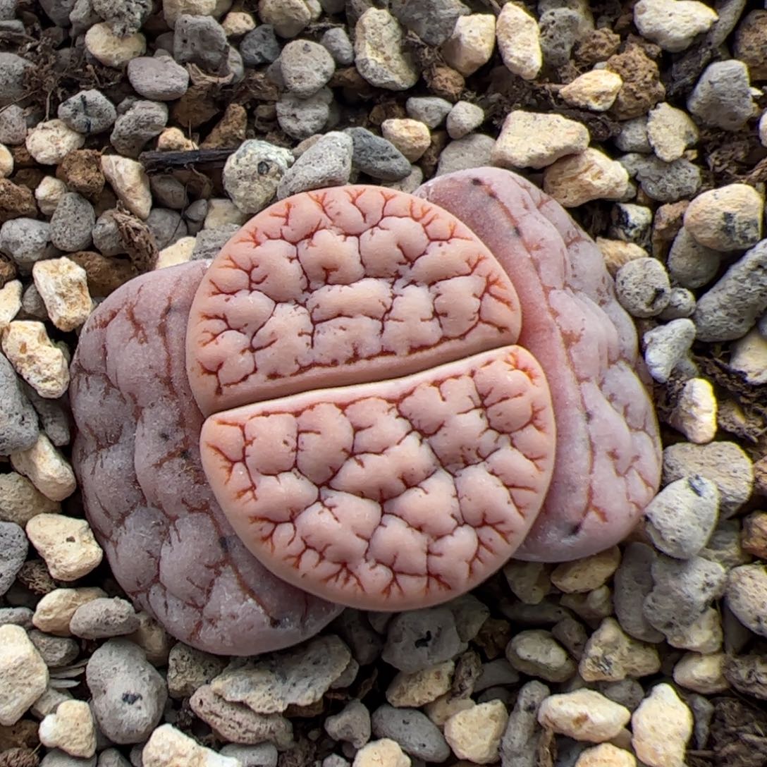 0481号oz 189 多肉植物