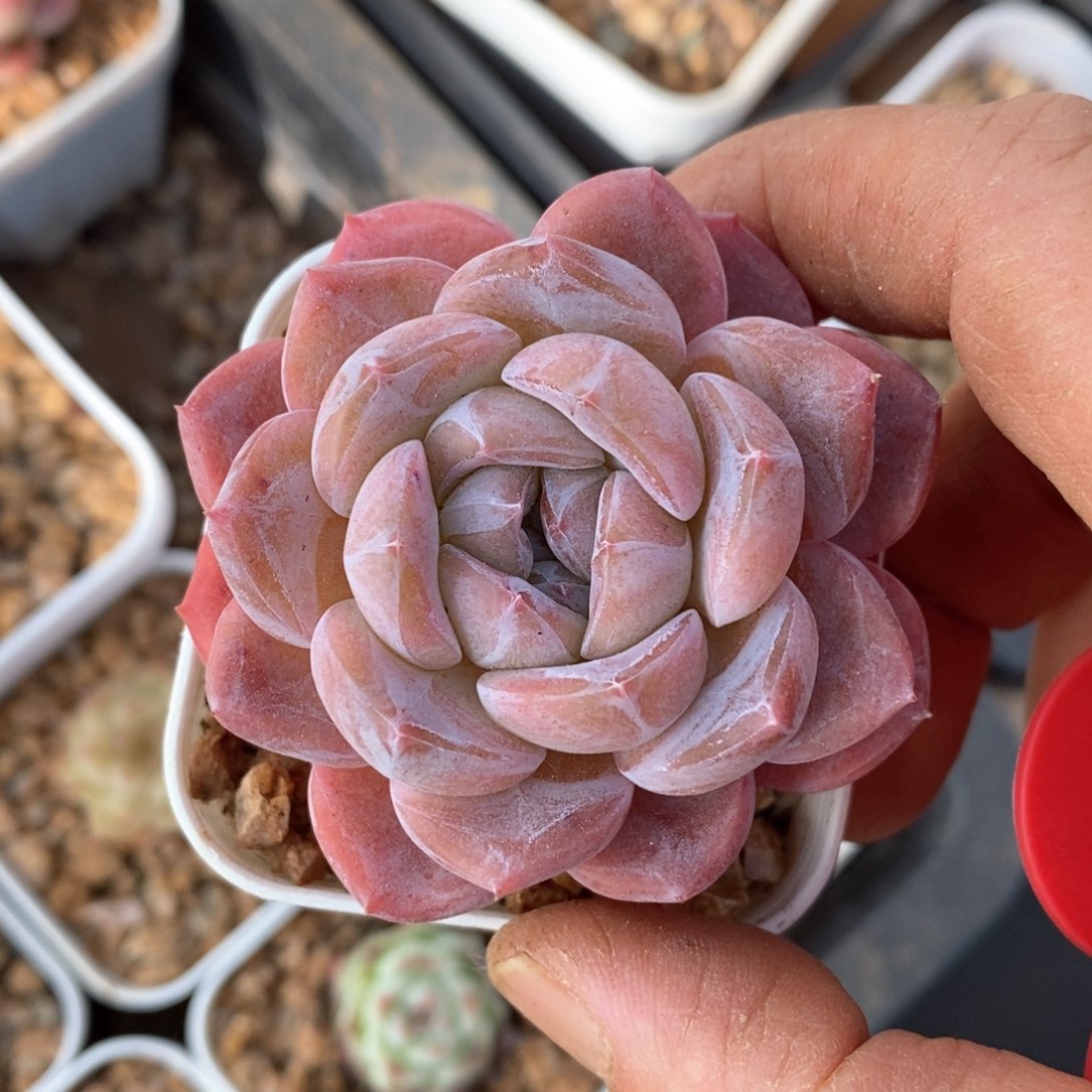 精品多肉一物一拍不包整54